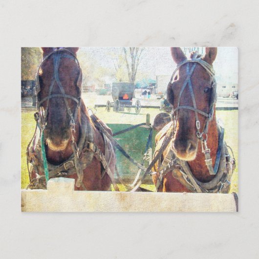 Een twee paarden Amish team Briefkaart (Voorkant)