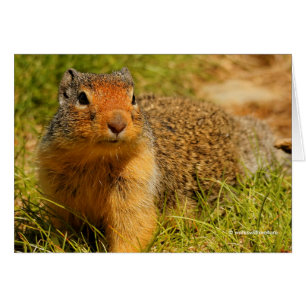 Een Twitchy-nosed Columbian Ground Squirrel