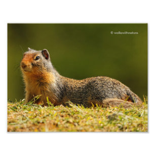 Een Twitchy-nosed Columbian Ground Squirrel Foto Afdruk