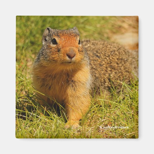 Een Twitchy-nosed Columbian Ground Squirrel Magneet (Voorkant)