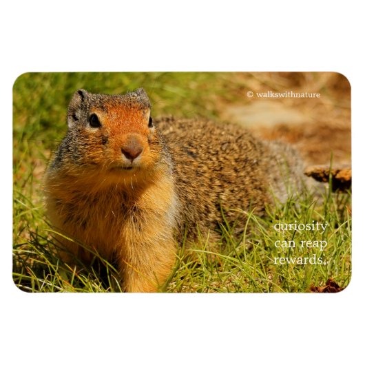 Een Twitchy-nosed Columbian Ground Squirrel Magneet (Horizontaal)