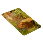Een Twitchy-nosed Columbian Ground Squirrel Magneet (Rechterzijde)