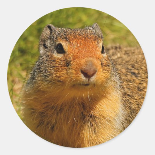 Een Twitchy-nosed Columbian Ground Squirrel Ronde Sticker (Voorkant)