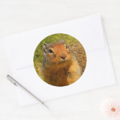 Een Twitchy-nosed Columbian Ground Squirrel Ronde Sticker (Envelop)