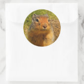 Een Twitchy-nosed Columbian Ground Squirrel Ronde Sticker (Tas)