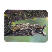 Een uil met lange oren op een boomtak magneet (Horizontaal)