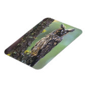 Een uil met lange oren op een boomtak magneet (Linkerzijde)