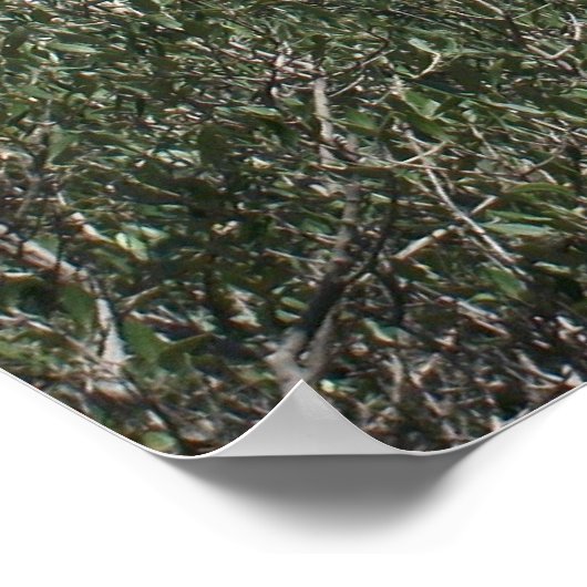 Een uitzicht van Acropolis uit Filopappou Hill Poster (Hoek)