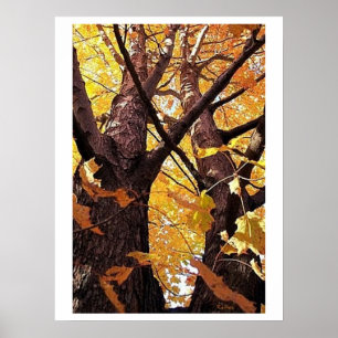 Een uitzicht van de Boomstammen van de Boom Poster