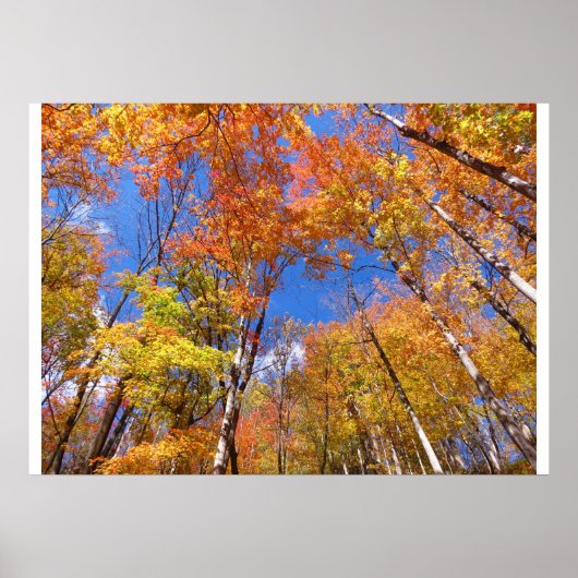 Een Uitzicht van Herfst Poster (Voorkant)