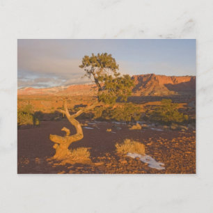 Een Utah-jeneverbes (Juniperus osteosperma) boom i Briefkaart