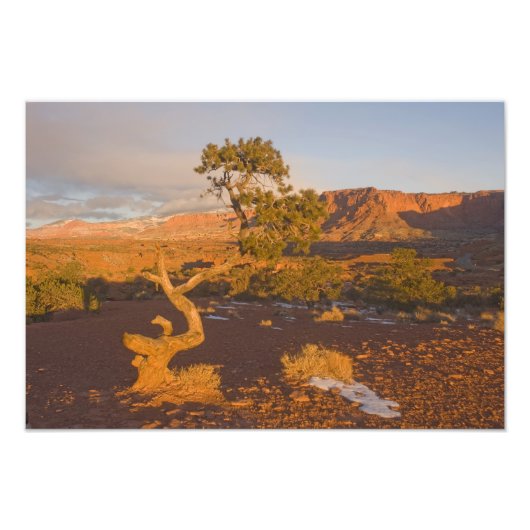 Een Utah-jeneverbes (Juniperus osteosperma) boom i Foto Afdruk (Voorkant)