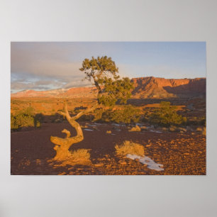 Een Utah-jeneverbes (Juniperus osteosperma) boom i Poster