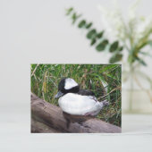 Een van de kleinste soorten Amerikaanse eenden Briefkaart (Staand voorkant)