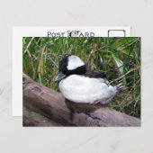 Een van de kleinste soorten Amerikaanse eenden Briefkaart (Voorkant / Achterkant)