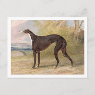 Een van de winnende greyhounds van George Lane Fox Briefkaart