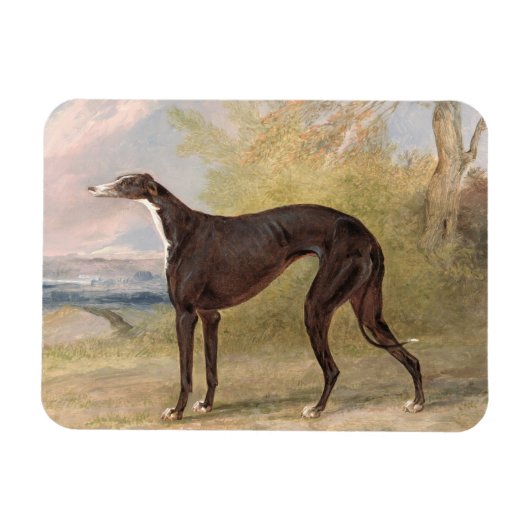 Een van de winnende greyhounds van George Lane Fox Magneet (Horizontaal)