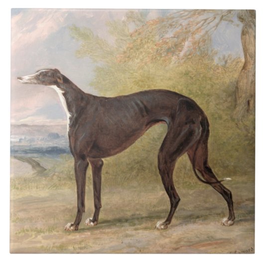 Een van George Lane Fox's winnende grayhounds: B Tegeltje (Voorkant)