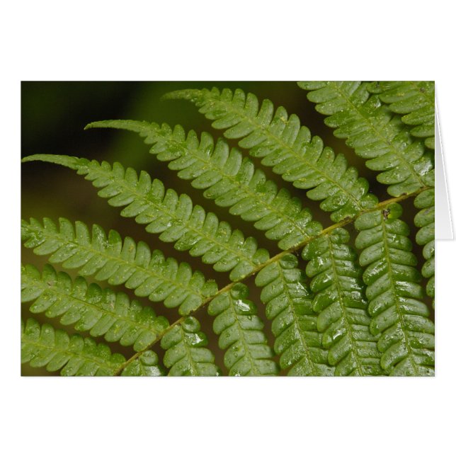 Een varendetail, uit Mindo Cloud Forest, (Voorkant Horizontaal)