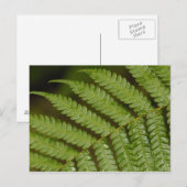 Een varendetail, uit Mindo Cloud Forest, Briefkaart (Voorkant / Achterkant)