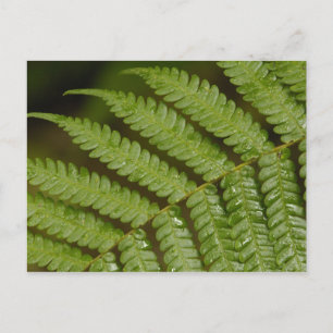 Een varendetail, uit Mindo Cloud Forest, Briefkaart