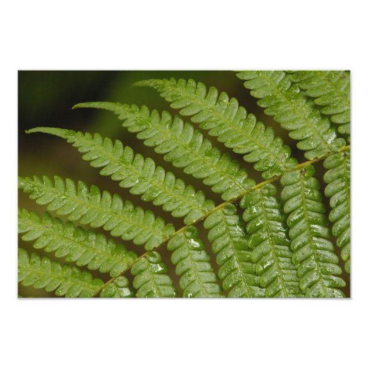 Een varendetail, uit Mindo Cloud Forest, Foto Afdruk (Voorkant)