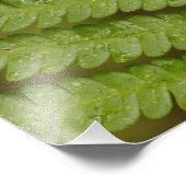 Een varendetail, uit Mindo Cloud Forest, Foto Afdruk (Hoek)