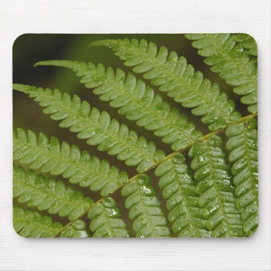 Een varendetail, uit Mindo Cloud Forest, Muismat (Voorkant)