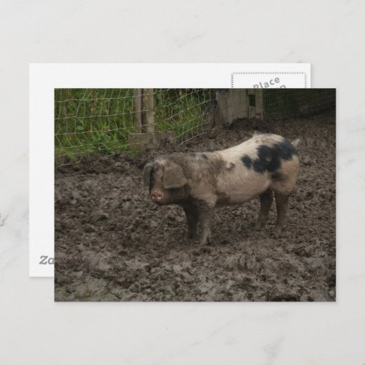Een varken in de eend briefkaart (Voorkant / Achterkant)
