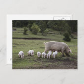 Een varken met biggen in een veld briefkaart (Voorkant / Achterkant)