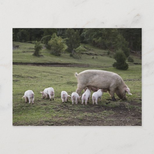 Een varken met biggen in een veld briefkaart (Voorkant)