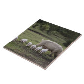 Een varken met biggen in een veld tegeltje (Zijkant)