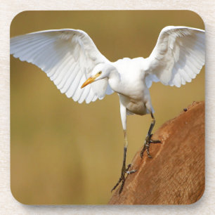 Een vee-reiger (Bubulcus Ibis) daalt af Onderzetter