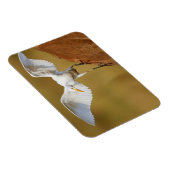 Een vee-reiger (Bubulcus Ibis) daalt neer Magneet (Rechterzijde)