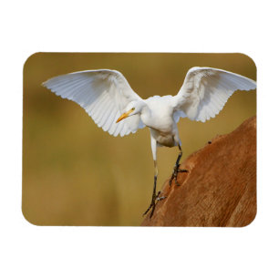 Een vee-reiger (Bubulcus Ibis) daalt neer Magneet