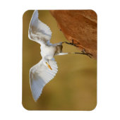 Een vee-reiger (Bubulcus Ibis) daalt neer Magneet (Verticaal)