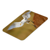Een vee-reiger (Bubulcus Ibis) daalt neer Magneet (Linkerzijde)