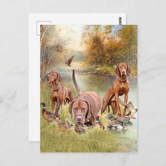 Een veelzijdige aristocraat in het Hongaarse Visla Briefkaart (Voorkant / Achterkant)