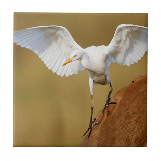 Een Veereger (Bubulcus Ibis) Komt Neer Tegeltje (Voorkant)