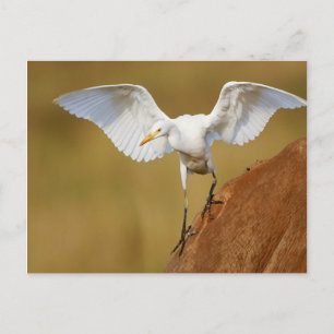 Een Veerkoeherder (Bubulcus Ibis) Landt Briefkaart