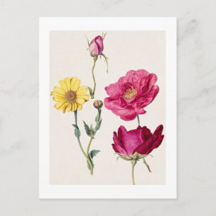 Een vel studies met Franse rozen en een margriet Briefkaart