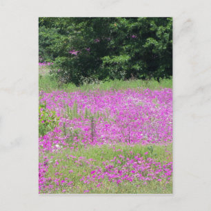 Een veld met roze lente-wilde bloemen briefkaart