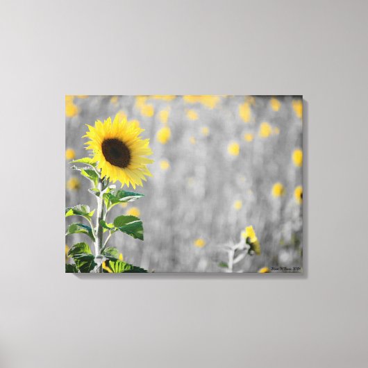 Een veld met zonnebloemen canvas afdruk (Voorkant)