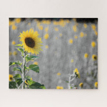 Een veld met zonnebloemen in zwart-wit