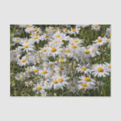 Een veld van Oxeye Daisies Tissuepapier (Voorkant)