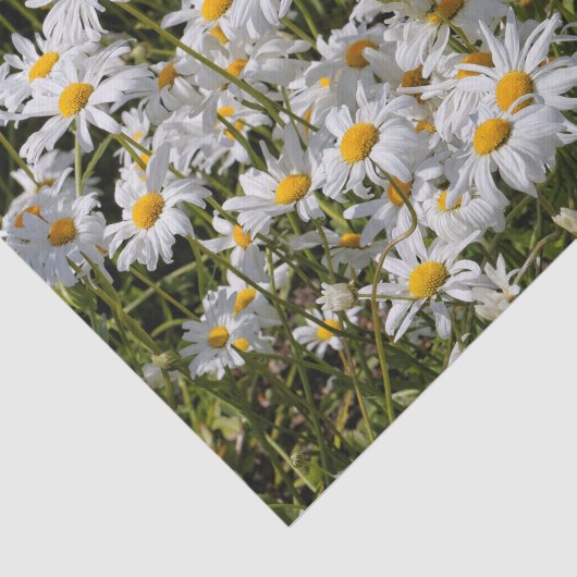 Een veld van Oxeye Daisies Tissuepapier (Detail)