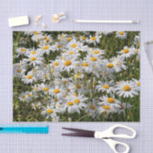 Een veld van Oxeye Daisies Tissuepapier (Craft)