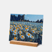 Een veld vol bloeiende kamille acryl bord (Hoek)
