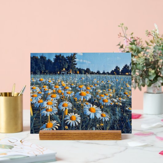 Een veld vol bloeiende kamille acryl bord (Huwelijk)