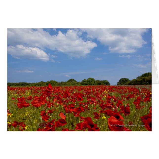 Een veld vol rode bloemen (Voorkant Horizontaal)
